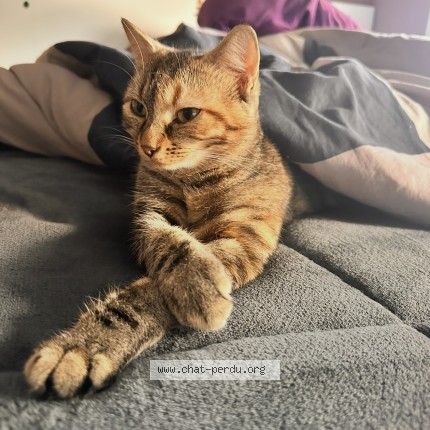 Foto di gatto smarrito a Crissier