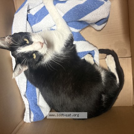 Photo 1/1 Found cat Found in Lancaster
