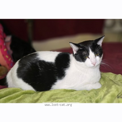 Photo 1/1 Domino-Nono Cat lost in Renton