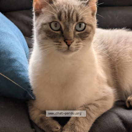 Photo of a cat found in Rennes