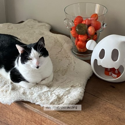Photo of a cat found in Merignac
