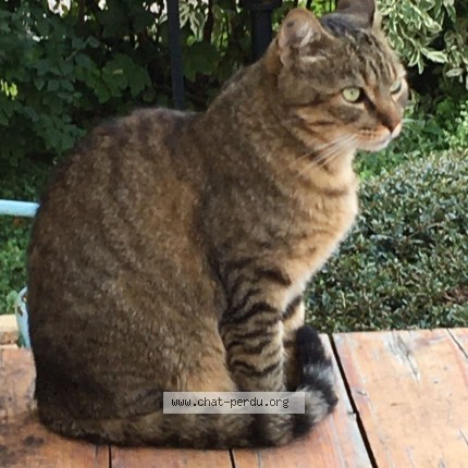 Picture of cat found at Bluffy