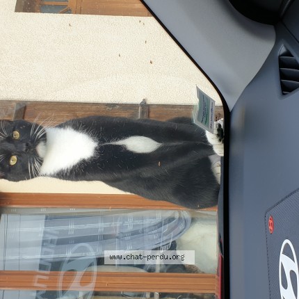 Photo of a cat found in Chatillon Sur Oise