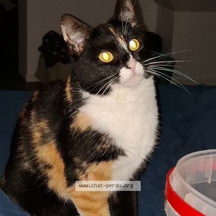 Photo of a cat found in Chilleurs Aux Bois