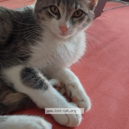 Foto di gatto smarrito a Biassono