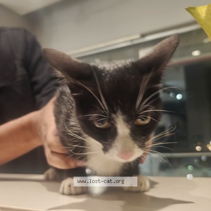 Photo 1/1 Found cat Found in Pune