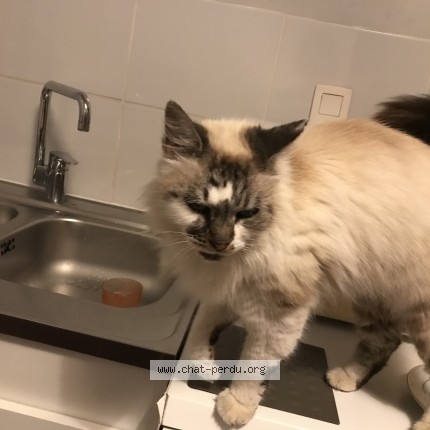Photo of a cat found in Pabu