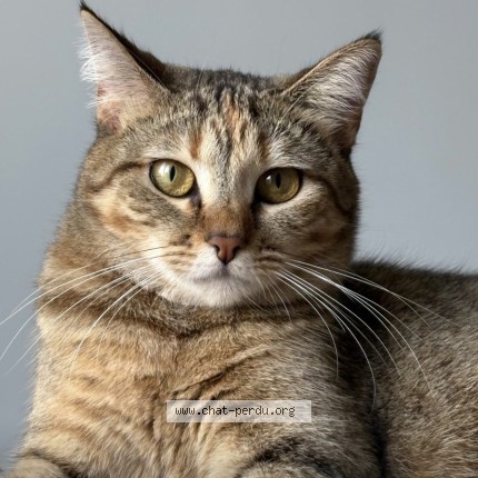 Photo of a cat found in Argenteuil