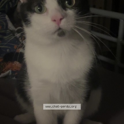 Photo of a cat found in Mundolsheim