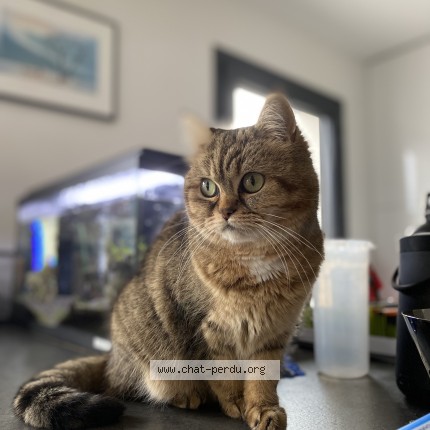 Photo of a cat found in Francheville