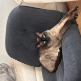 jabba