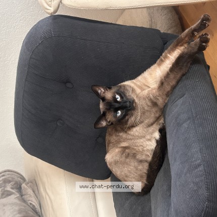 Foto di gatto smarrito a Neuchatel Envoie Mais Ouais Mai