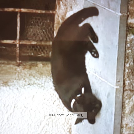 Foto 1/1 Mecki Gatto smarrito a Isolabona