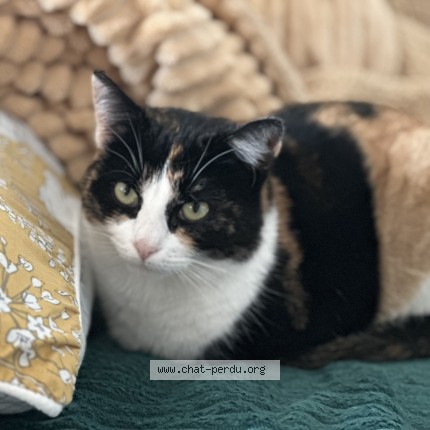Photo of a cat found in Villejesus