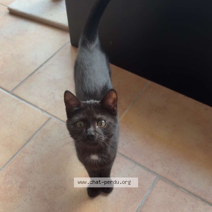 Photo of a cat found in Criel Sur Mer