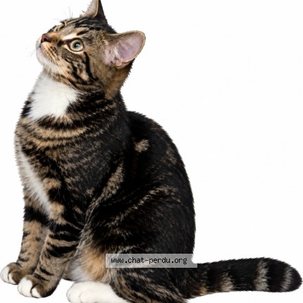 Foto van gevonden kat in Liege