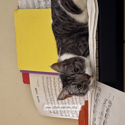 Photo of a cat found in Paris