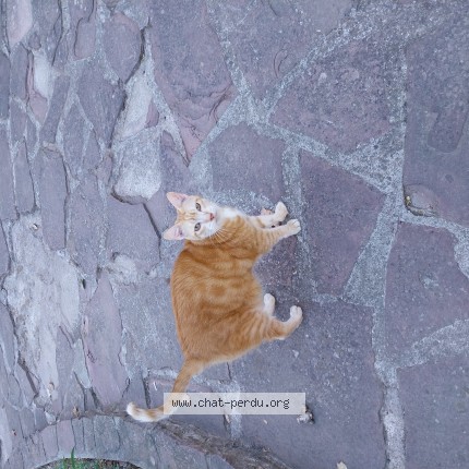 Photo of a cat found in Beziers