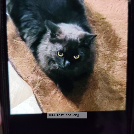 Photo 1/1 Charlie Cat lost in Kanpur