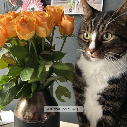 Foto van vermiste kat in Tournai