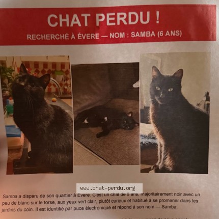 Foto van vermiste kat in Evere