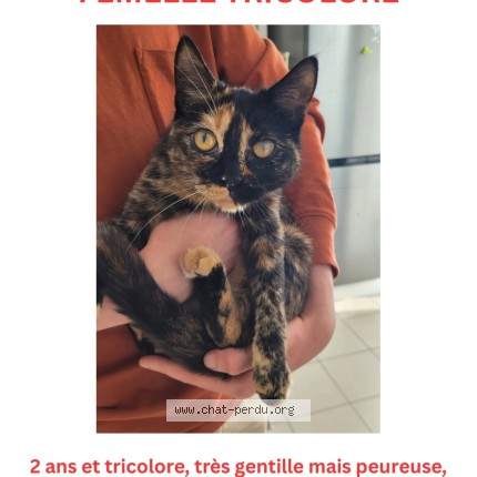 Foto van vermiste kat in Bruxelles