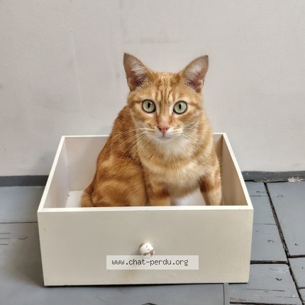 Photo of a cat found in Pontcharra