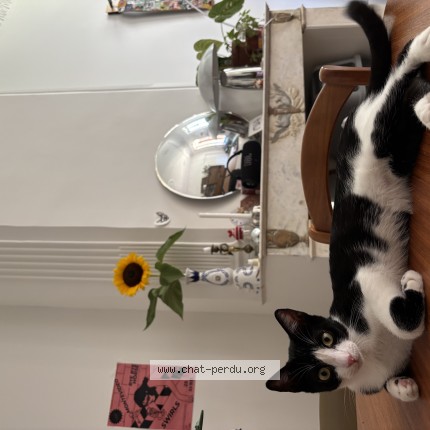 Photo of a cat found in Marseille