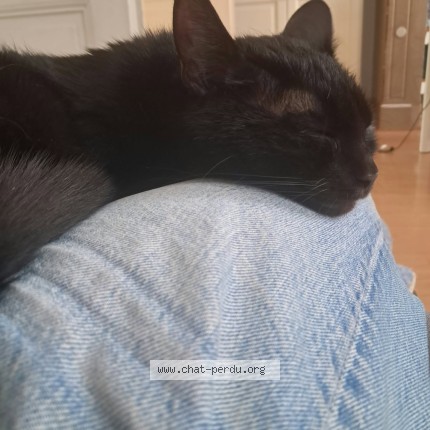 Foto van vermiste kat in Saint Gilles
