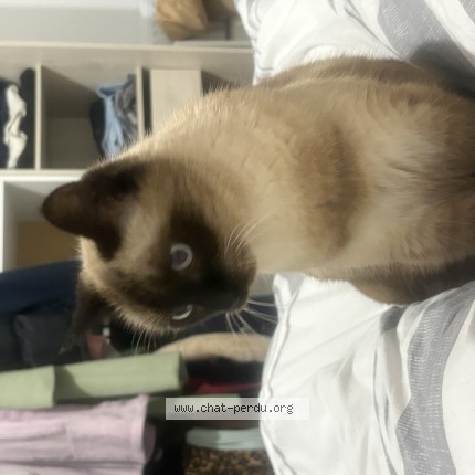 Photo of a cat found in Colombelles