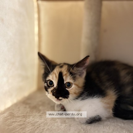 Photo of a cat found in Pons