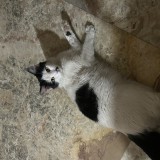 Kittu