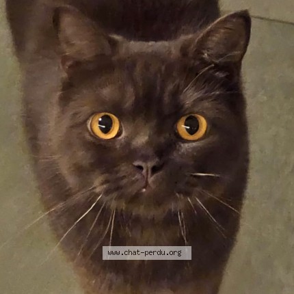 Foto van vermiste kat in Woluwe Saint Pierre