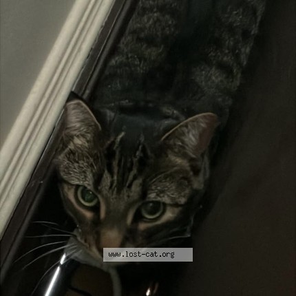 Photo 1/1 Found cat Found in Toronto