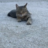kikko