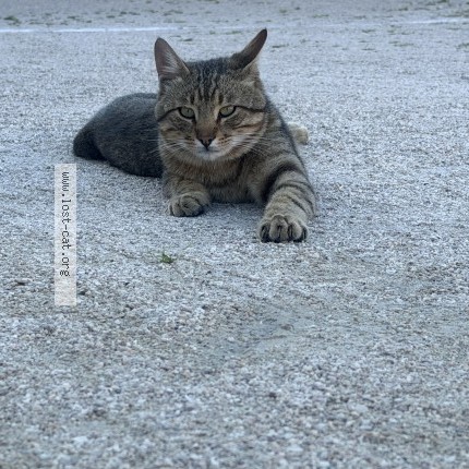 Foto 1/1 kikko Gatto smarrito a Polvica