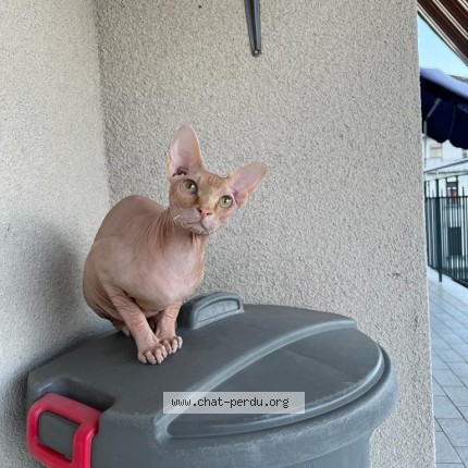 Foto 1/1 Wiedergefundene Katze Verloren in Villars Ste Croix