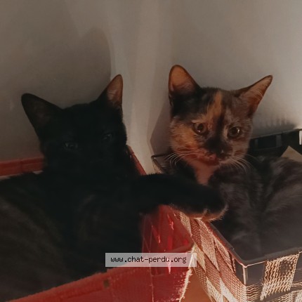 Foto van vermiste kat in Lacuisine