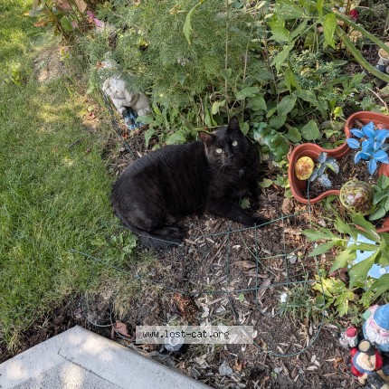 Photo 1/1 ben Cat lost in Calgary