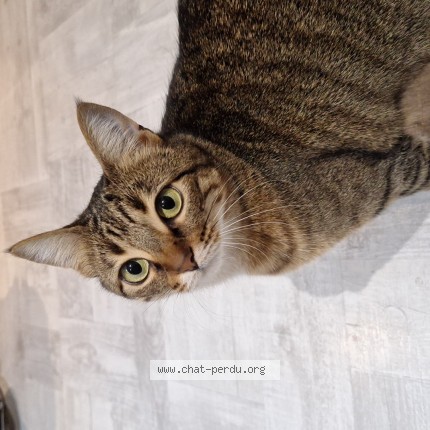Photo of a cat found in Trementines