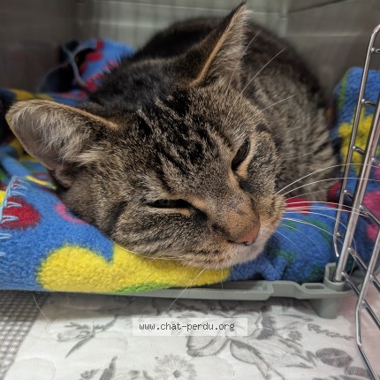 Photo 1/1 Found cat Found in Granby
