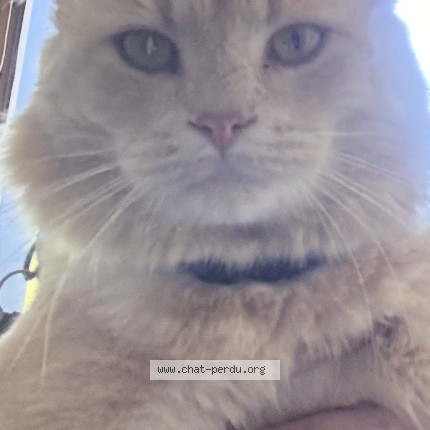 Photo 1/1 Mango Cat lost in Saint Donat