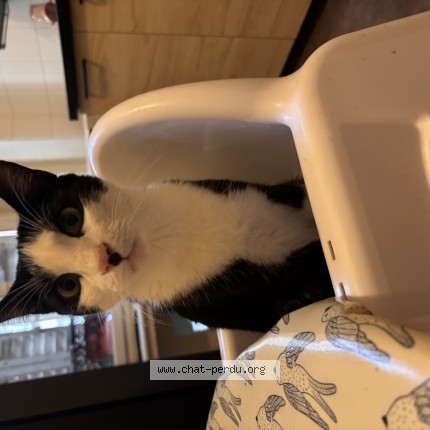 Photo of a cat found in Clermont Ferrand