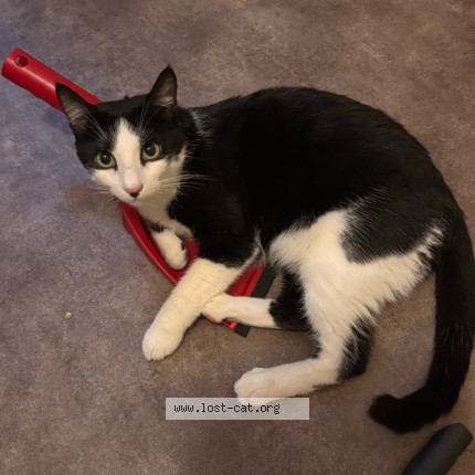 Photo of a cat found in Clermont Ferrand
