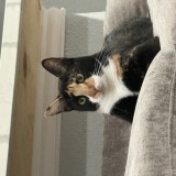 cleopatra