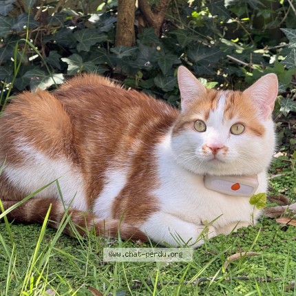 Photo of a cat found in Mont Valerien