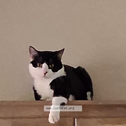 Photo 1/1 Brandon Cat lost in Akron