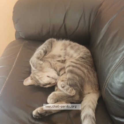 Photo of a cat found in Ully Saint Georges