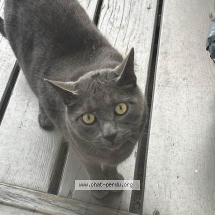 Photo of a cat reunited in Molsheim
