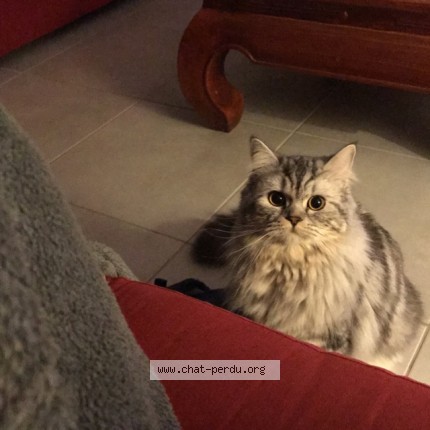 Photo of a cat found in Eysines